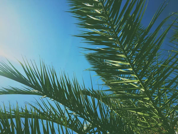 Hojas de palmera y el cielo, fondo de viaje de verano — Foto de Stock