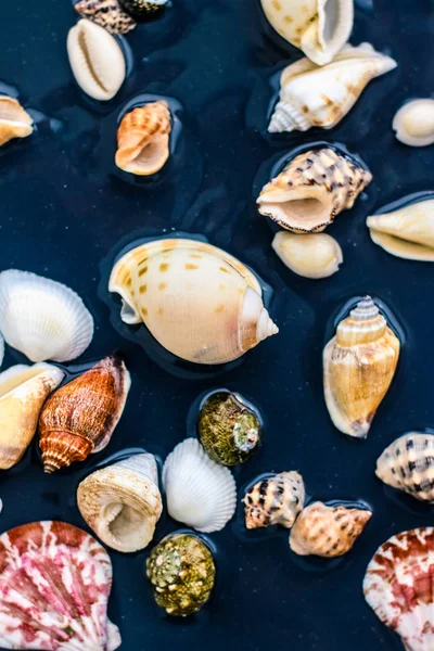 Deniz kabuğu arka plan, yaz hedef ve plaj tatil t