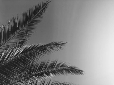 Palmiye yaprakları ve gökyüzü, yaz yolculuğu arka planı