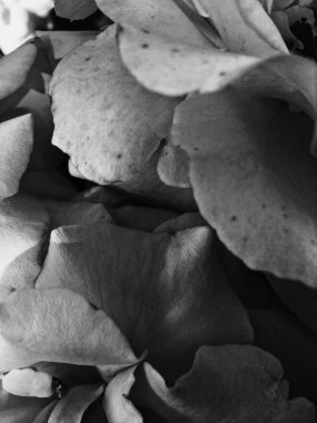 Gün batımında harika çiçek açan gül çiçeği, çiçek güzelliği backgrou