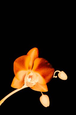 Çiçek açan orkide, soyut çiçek arkaplanı