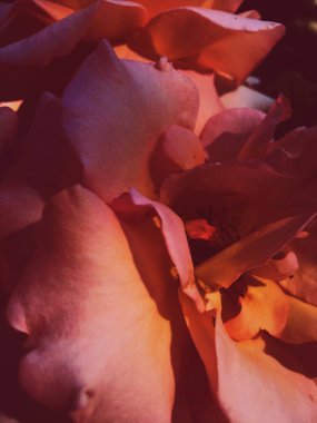 Gün batımında harika çiçek açan gül çiçeği, çiçek güzelliği backgrou