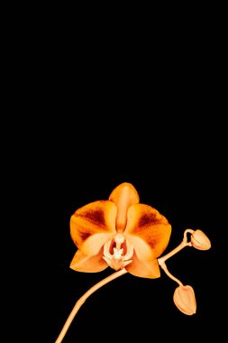 Çiçek açan orkide, soyut çiçek arkaplanı