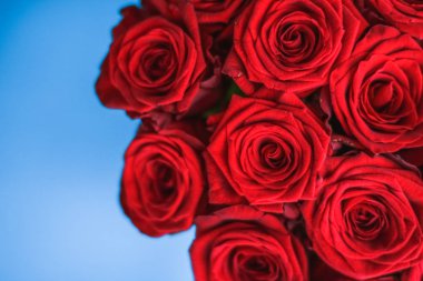 Mavi arka plan üzerinde kırmızı gül Lüks buket, bir hol olarak çiçek