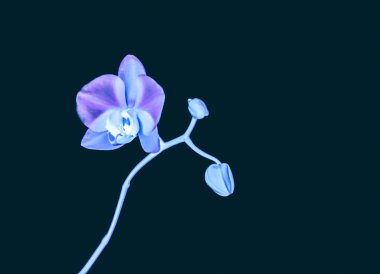 Çiçek açan orkide, soyut çiçek arkaplanı