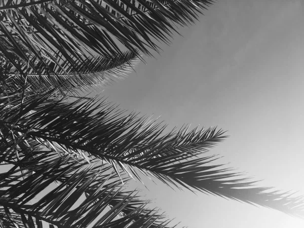 Hojas de palmera y el cielo, fondo de viaje de verano —  Fotos de Stock