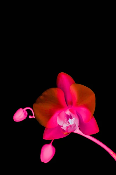 Flor de orquídea en flor, fondo abstracto de arte floral — Foto de Stock