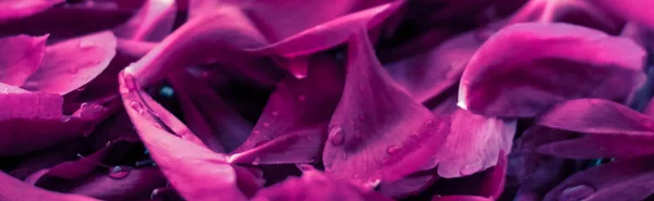 Abstract floral background, purple flower petals in water