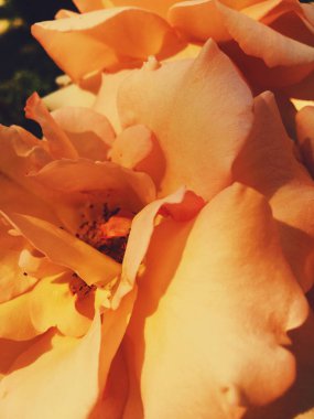 Gün batımında harika çiçek açan gül çiçeği, çiçek güzelliği backgrou