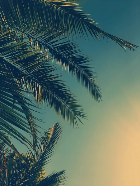 Hojas de palmera y el cielo, fondo de viaje de verano — Foto de Stock