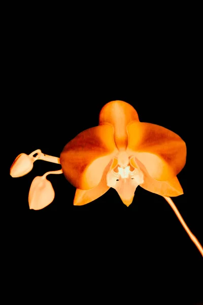 Orkidé blomma i blom, abstrakt blommig konst bakgrund — Stockfoto