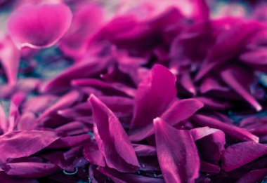 Soyut çiçek arka plan, suda Mor çiçek yaprakları