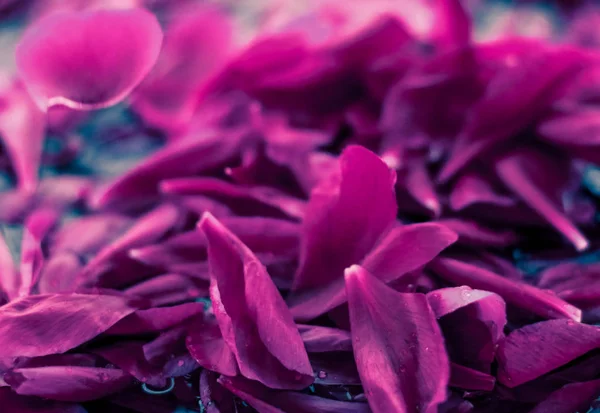 Soyut çiçek arka plan, suda Mor çiçek yaprakları