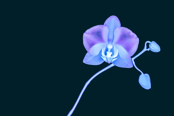 Orchideenblume in Blüte, abstrakte florale Kunst Hintergrund — Stockfoto