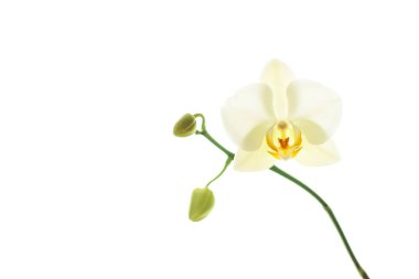 Çiçek açan orkide, soyut çiçek arkaplanı