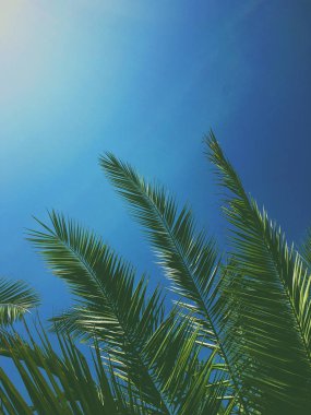 Palmiye yaprakları ve gökyüzü, yaz yolculuğu arka planı