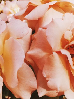 Gün batımında harika çiçek açan gül çiçeği, çiçek güzelliği backgrou