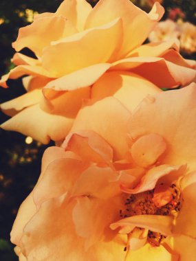 Gün batımında harika çiçek açan gül çiçeği, çiçek güzelliği backgrou