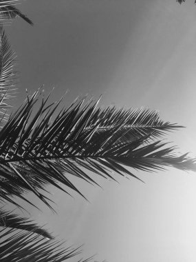 Palmiye yaprakları ve gökyüzü, yaz yolculuğu arka planı