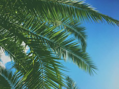 Palmiye yaprakları ve gökyüzü, yaz yolculuğu arka planı