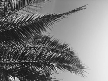 Palmiye yaprakları ve gökyüzü, yaz yolculuğu arka planı