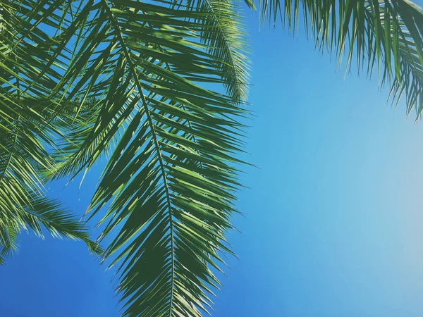 Hojas de palmera y el cielo, fondo de viaje de verano — Foto de Stock