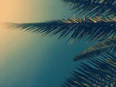 Palmiye yaprakları ve gökyüzü, yaz yolculuğu arka planı