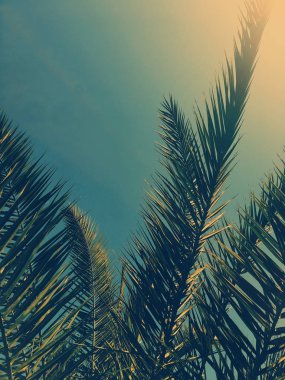 Palmiye yaprakları ve gökyüzü, yaz yolculuğu arka planı