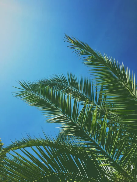 Palm tree leaves and the sky, summertime travel background