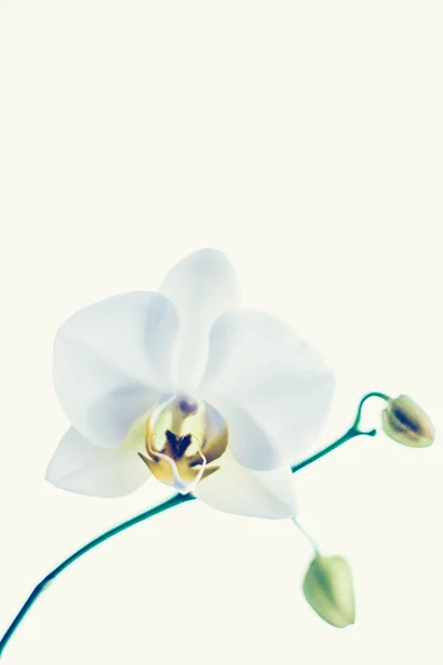 Flor de orquídea en flor, fondo abstracto de arte floral — Foto de Stock