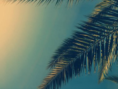 Palmiye yaprakları ve gökyüzü, yaz yolculuğu arka planı