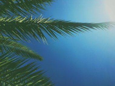 Palmiye yaprakları ve gökyüzü, yaz yolculuğu arka planı