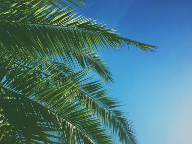 Palmiye yaprakları ve gökyüzü, yaz yolculuğu arka planı