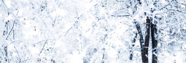 Kış tatili arka plan, parlak kar ve Co ile doğa manzarası