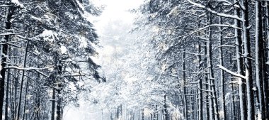 Kış tatili arka plan, parlak kar ve Co ile doğa manzarası