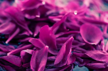 Soyut çiçek arka plan, suda Mor çiçek yaprakları