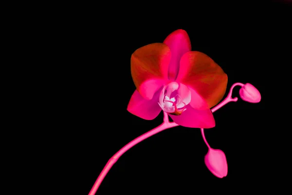 Kwiat storczyka w rozkwicie, abstrakcyjne tło sztuki kwiatowej — Zdjęcie stockowe