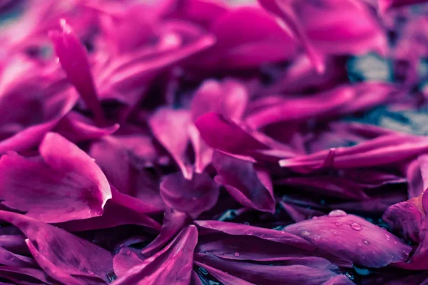 Fond floral abstrait, pétales de fleurs violettes dans l'eau — Photo