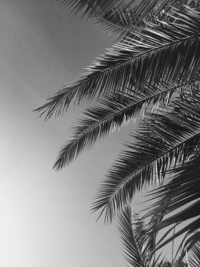 Palmiye yaprakları ve gökyüzü, yaz yolculuğu arka planı