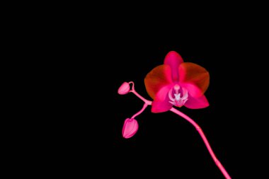 Çiçek açan orkide, soyut çiçek arkaplanı