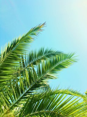 Palmiye yaprakları ve gökyüzü, yaz yolculuğu arka planı