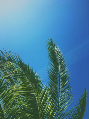 Palmiye yaprakları ve gökyüzü, yaz yolculuğu arka planı