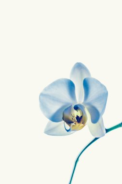 Çiçek açan orkide, soyut çiçek arkaplanı