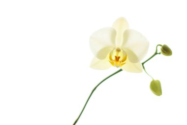 Çiçek açan orkide, soyut çiçek arkaplanı