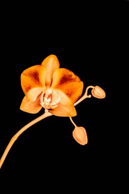 Çiçek açan orkide, soyut çiçek arkaplanı