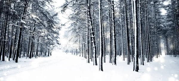 Kış tatili arka plan, parlak kar ve Co ile doğa manzarası