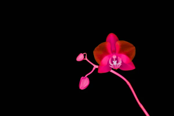 Ορχιδέα λουλούδι σε άνθιση, αφηρημένη floral τέχνη φόντο — Φωτογραφία Αρχείου