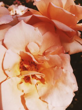 Gün batımında harika çiçek açan gül çiçeği, çiçek güzelliği backgrou