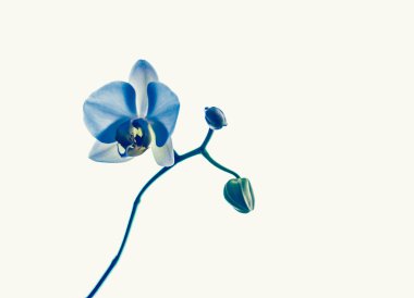 Çiçek açan orkide, soyut çiçek arkaplanı