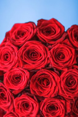 Mavi arka plan üzerinde kırmızı gül Lüks buket, bir hol olarak çiçek